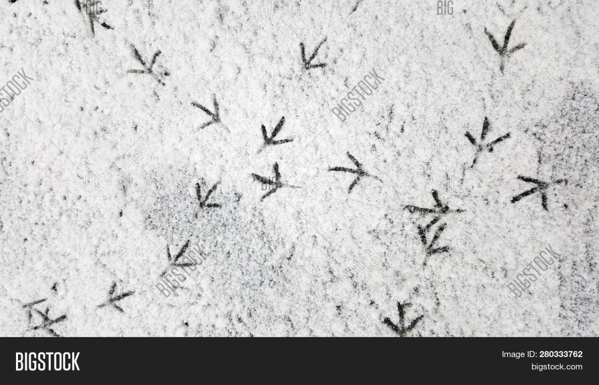 Следы вороны на снегу