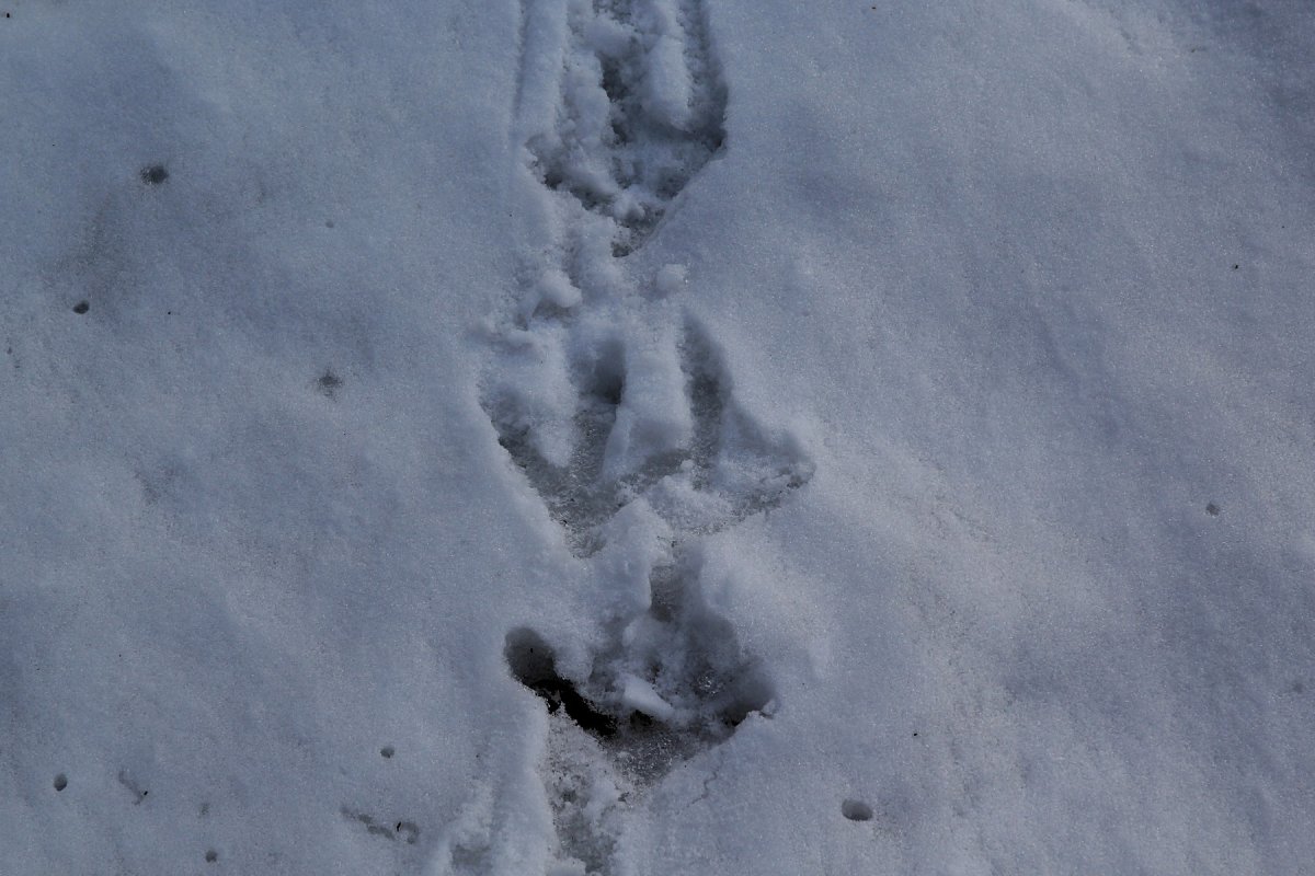 Следы фазана на снегу