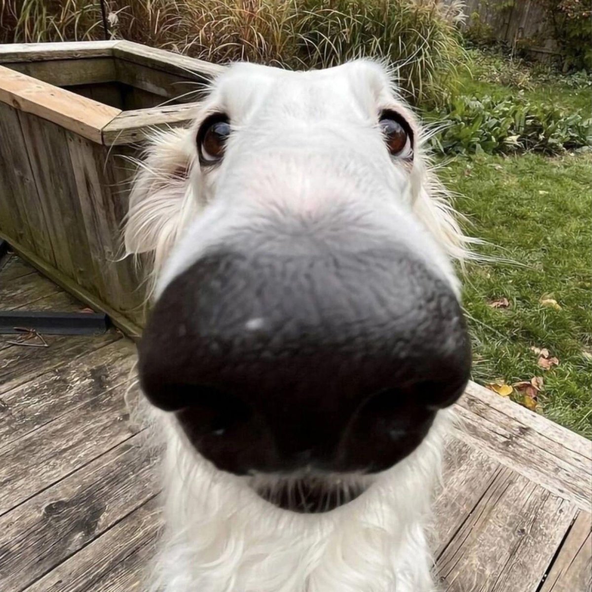 Длинная собака