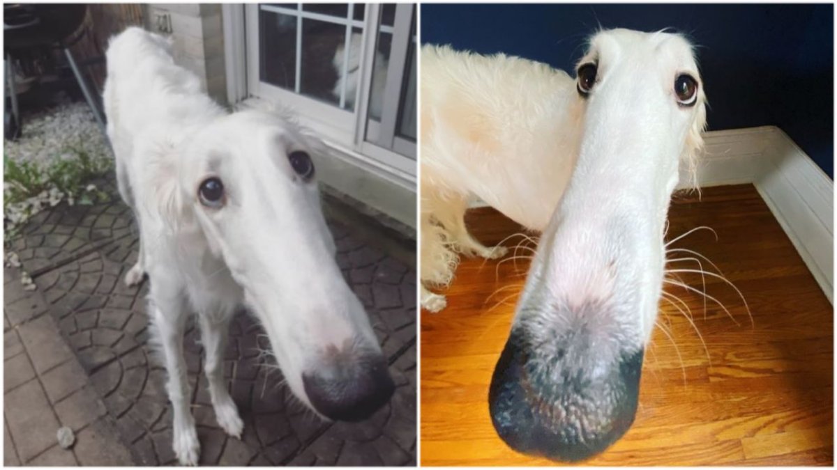 Русская борзая нос