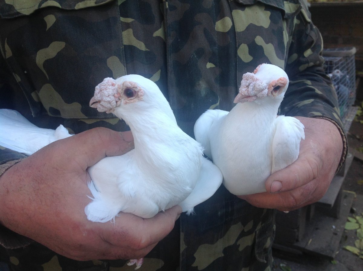 Голуби породы карьер