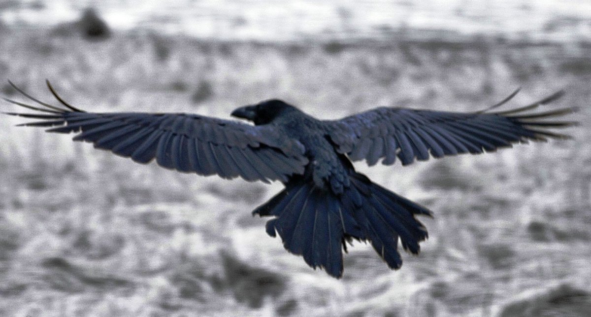 Ворон в полете