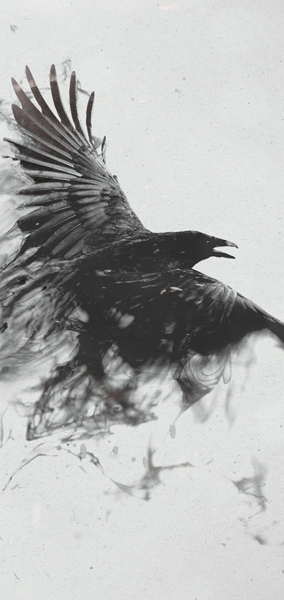 Ворон в полете