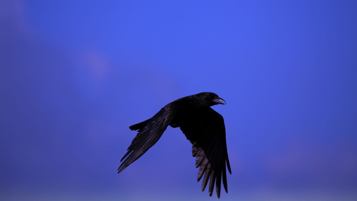 Черный ворон птица