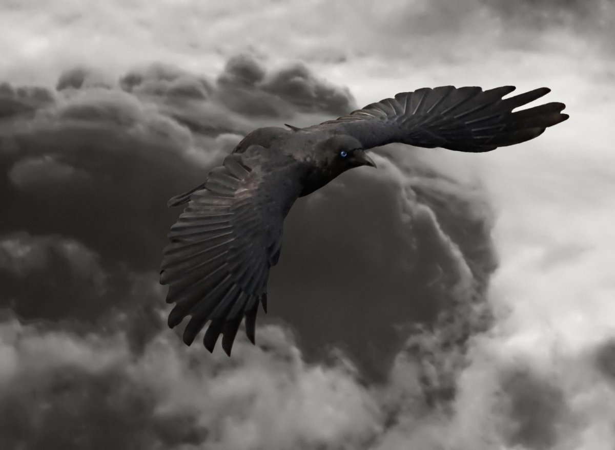 Птица в полете