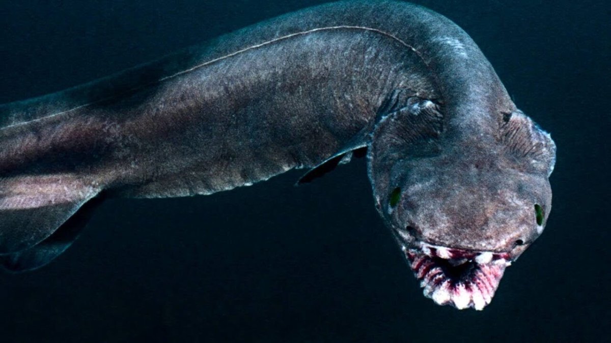 Рыба плащеносная акула