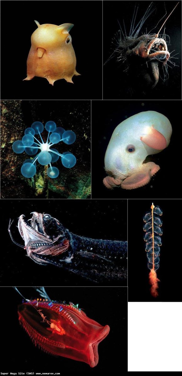 Животные Марианской впадины