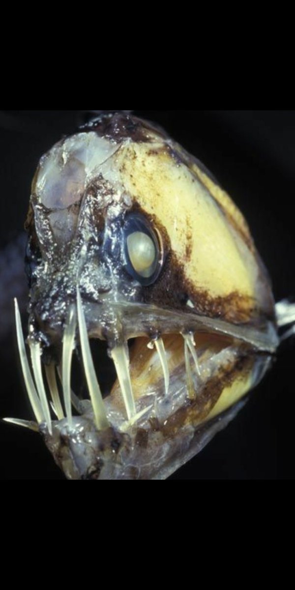 Тихоокеанский хаулиод-Chauliodus macouni