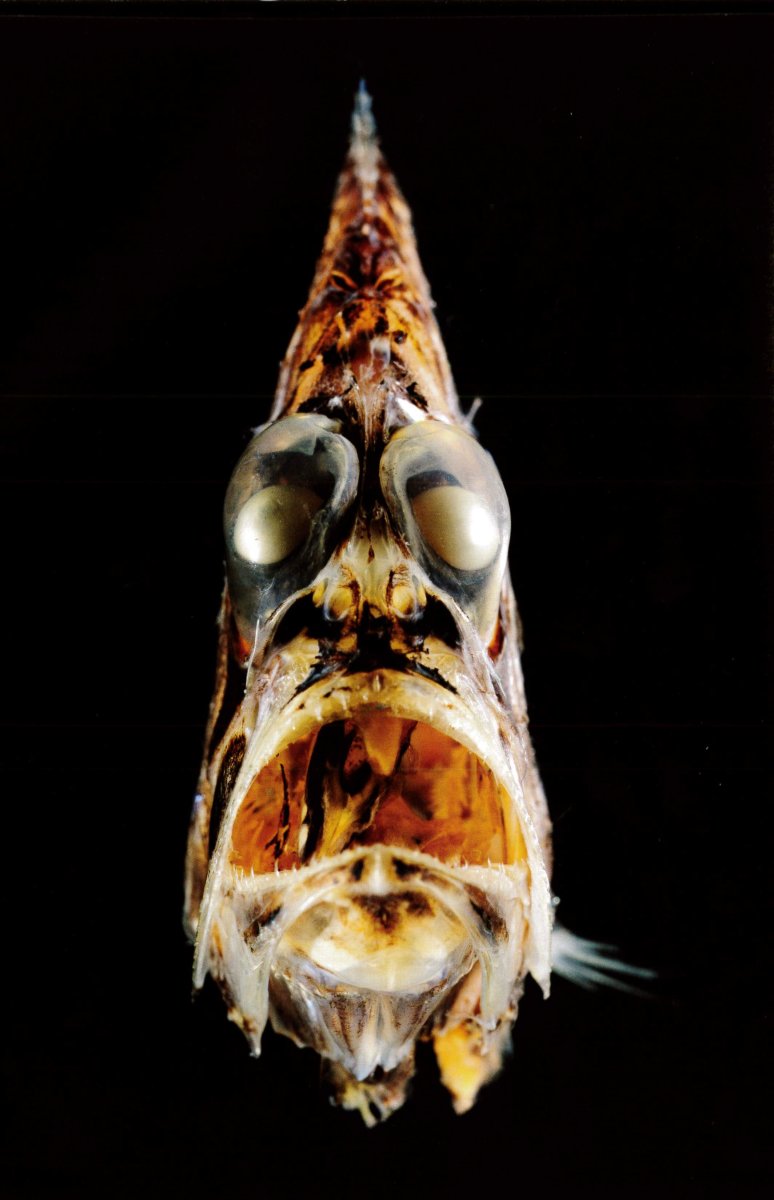 Марианская впадина обитатели чудовища