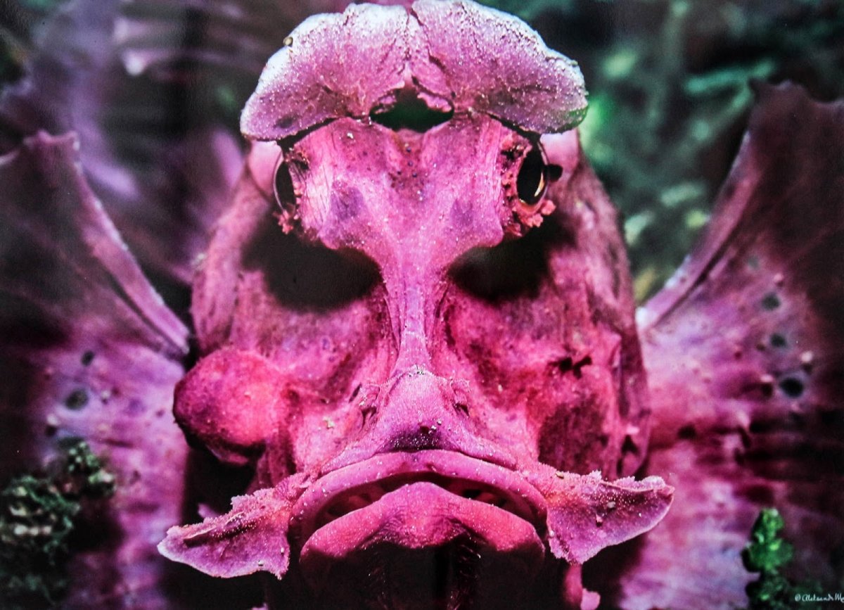 Обитатели морских глубин