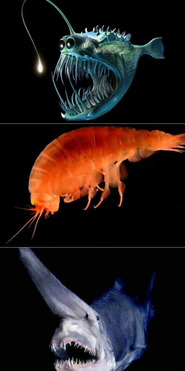 Хайфиш Марианская впадина