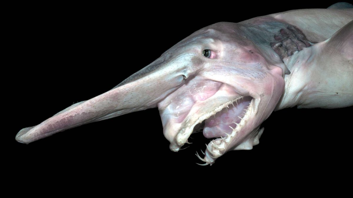 Глубоководная акула Гоблин