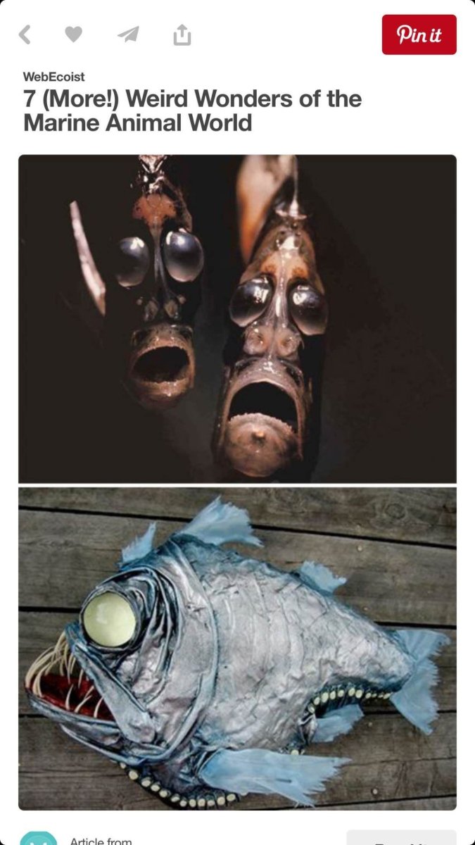 Морские обитатели Марианской впадины