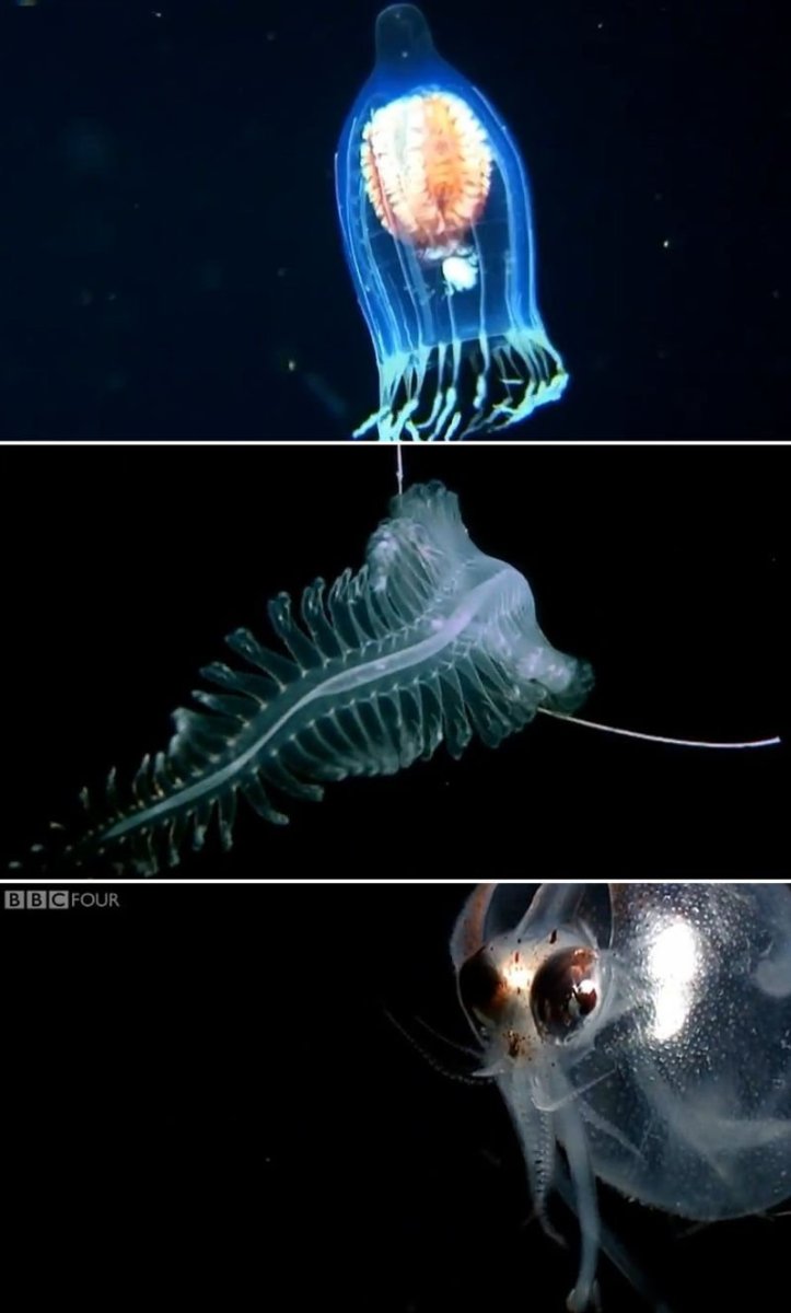 Марианская впадина гидроидная медуза.