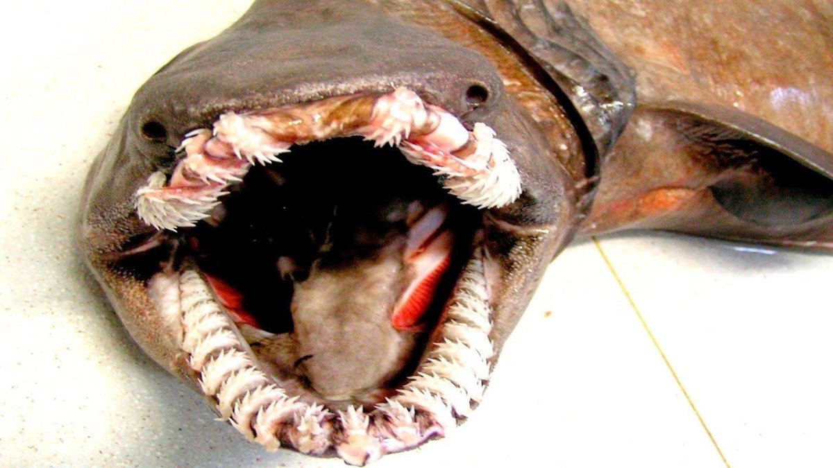 Плащеносная акула Марианская впадина