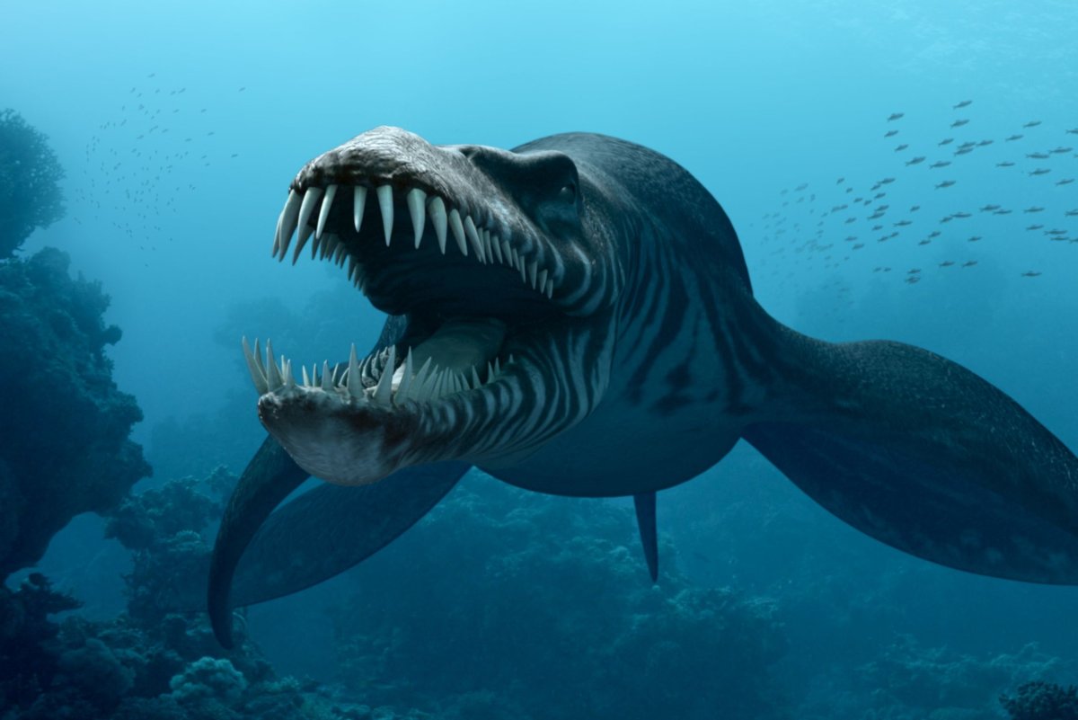 Акула-монстр МЕГАЛОДОН жив