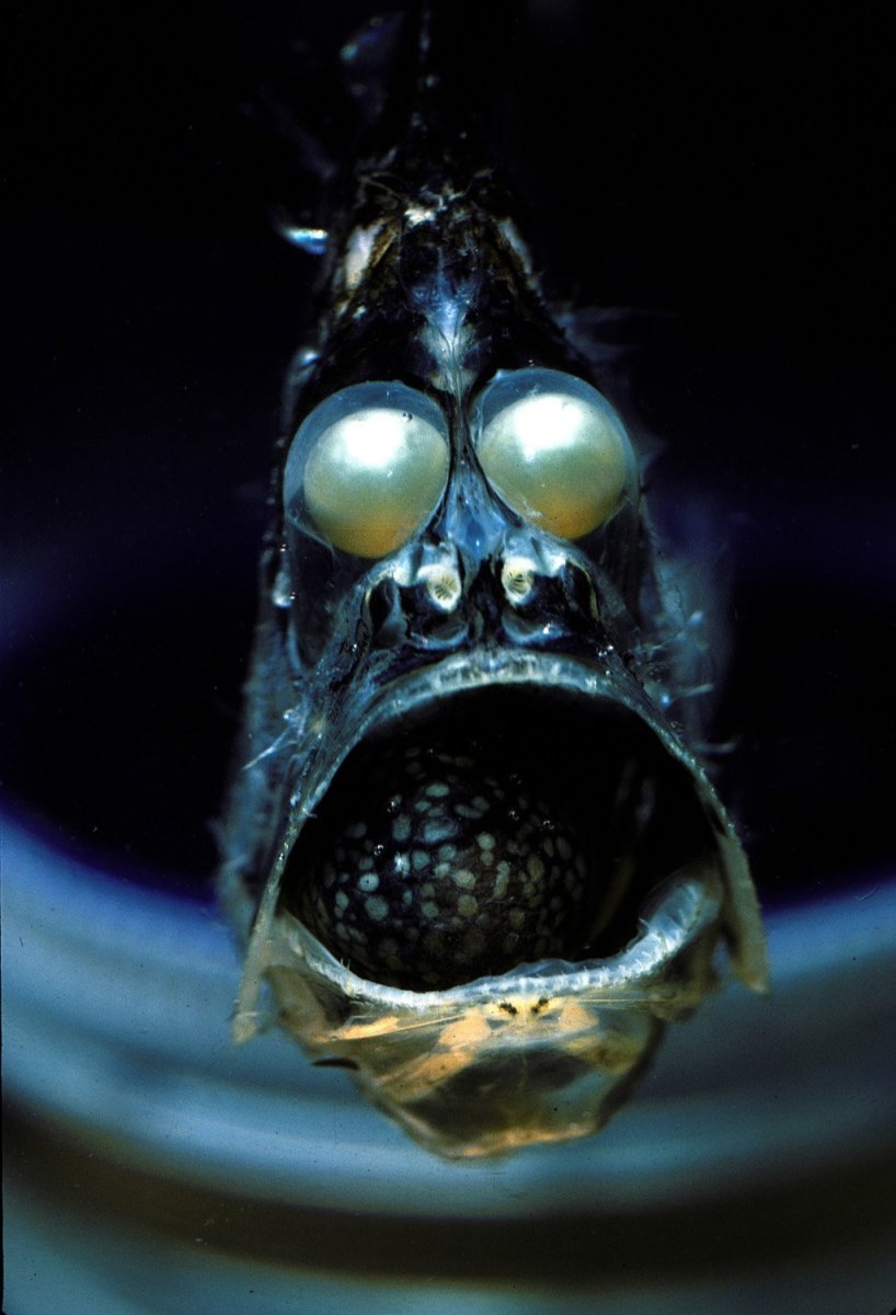 Глубоководные рыбы монстры Марианской впадины