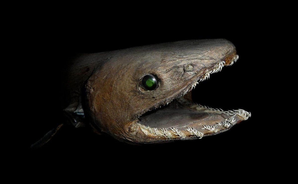 Гофрированная акула (плащеносная)