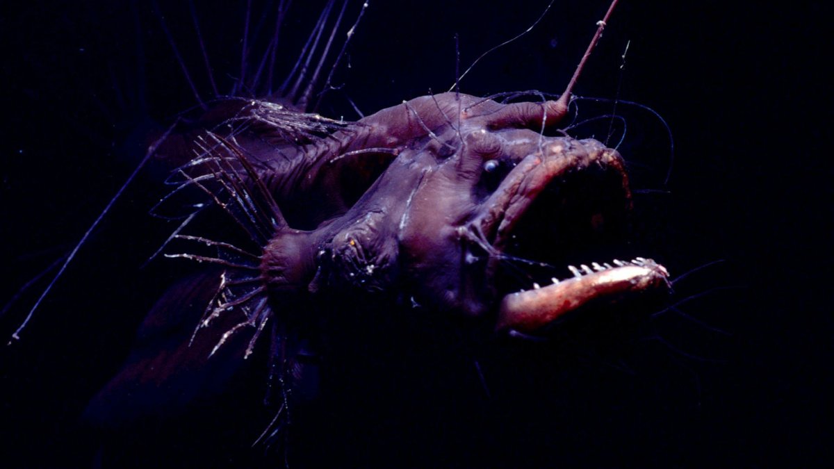 Удильщик мешкорот