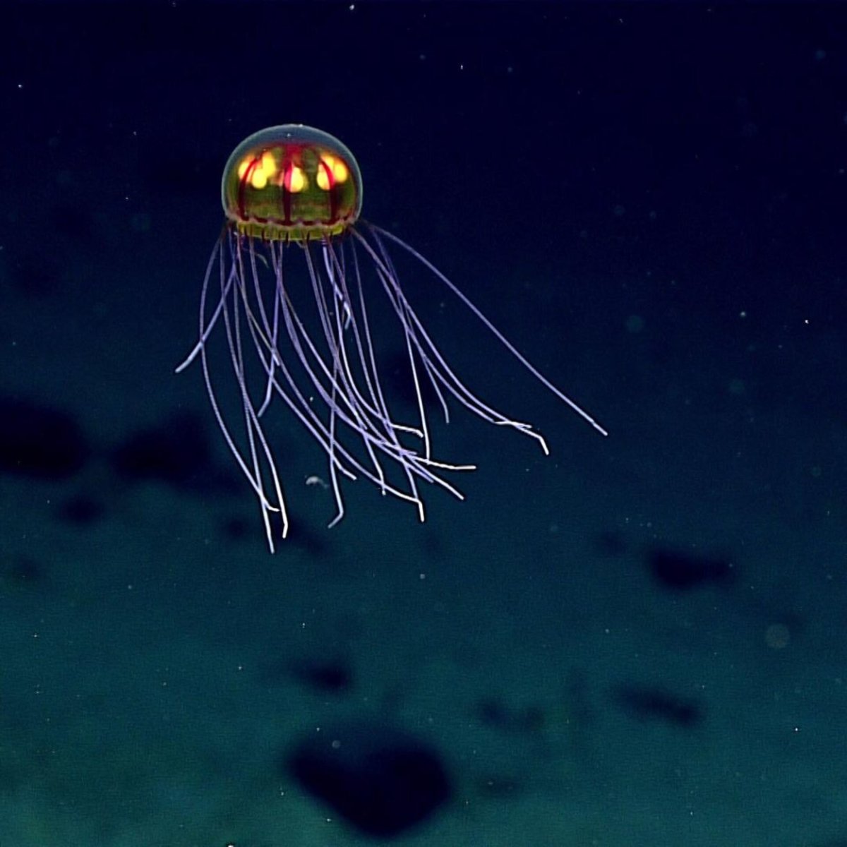 Светящаяся шарообразная медуза