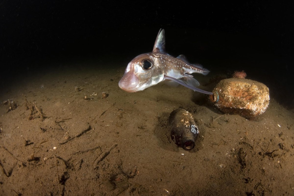 Страшные существа Марианской впадины