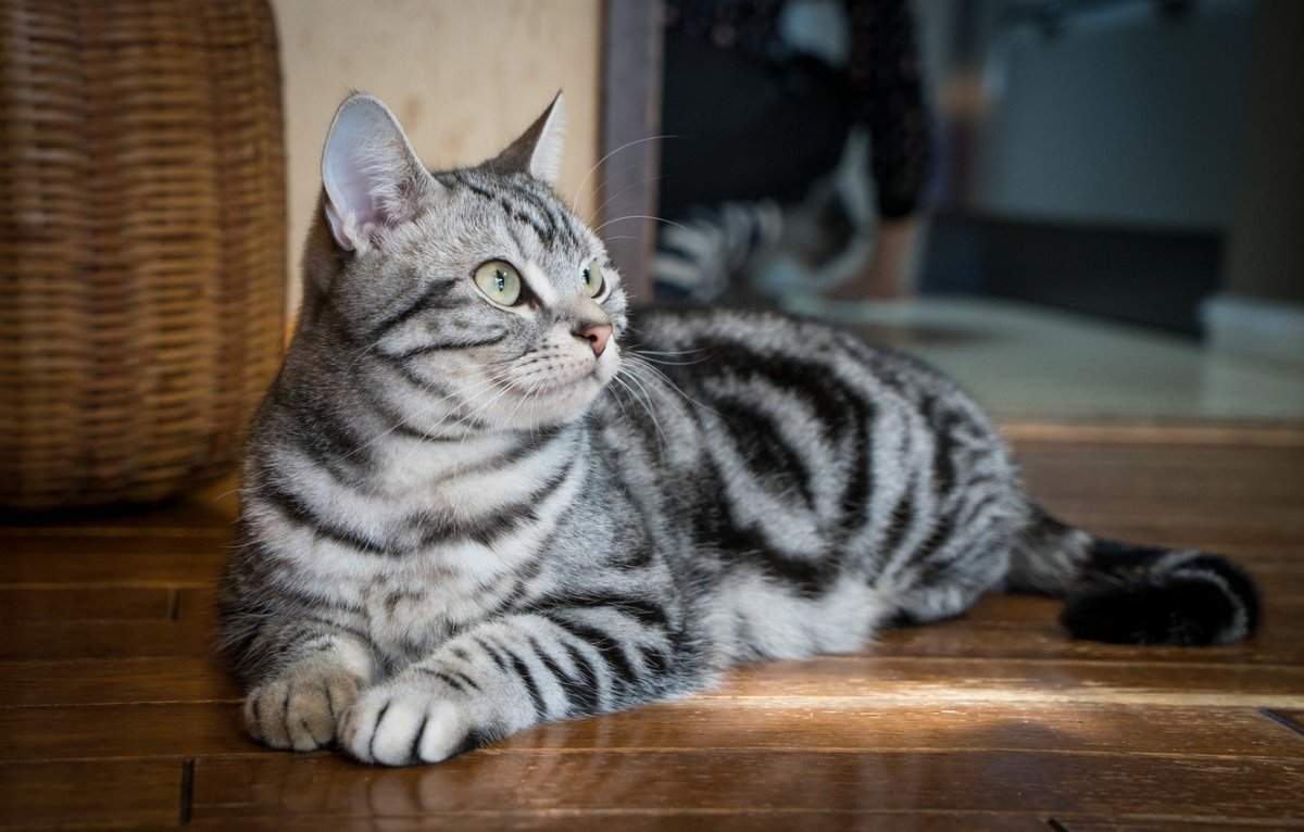 Британец табби полосатый