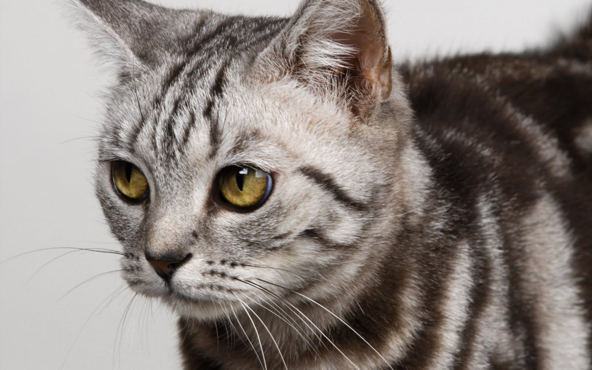 Европейская короткошерстная кошка