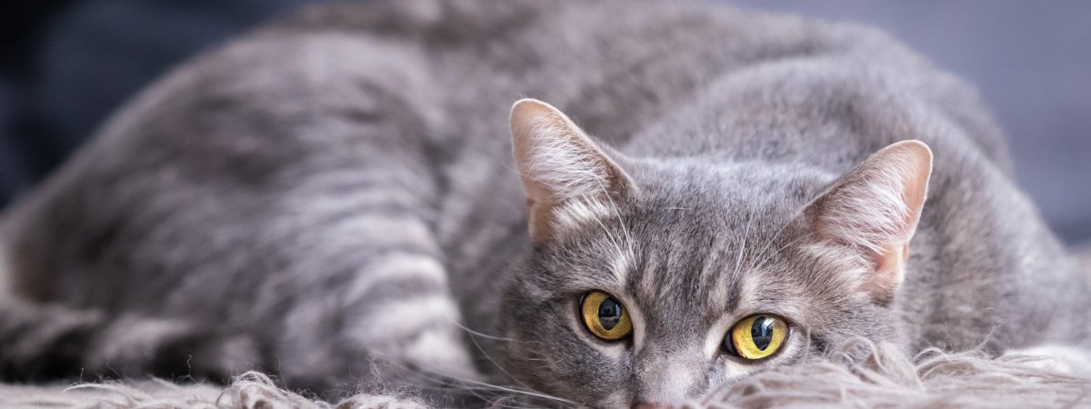 Пепельный полосатый кот порода