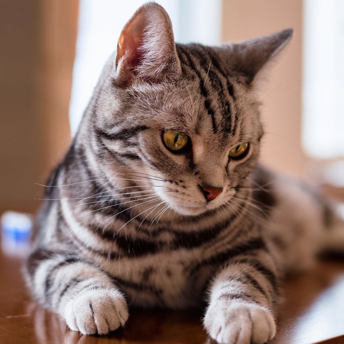 Британская кошка короткошерстная полосатая