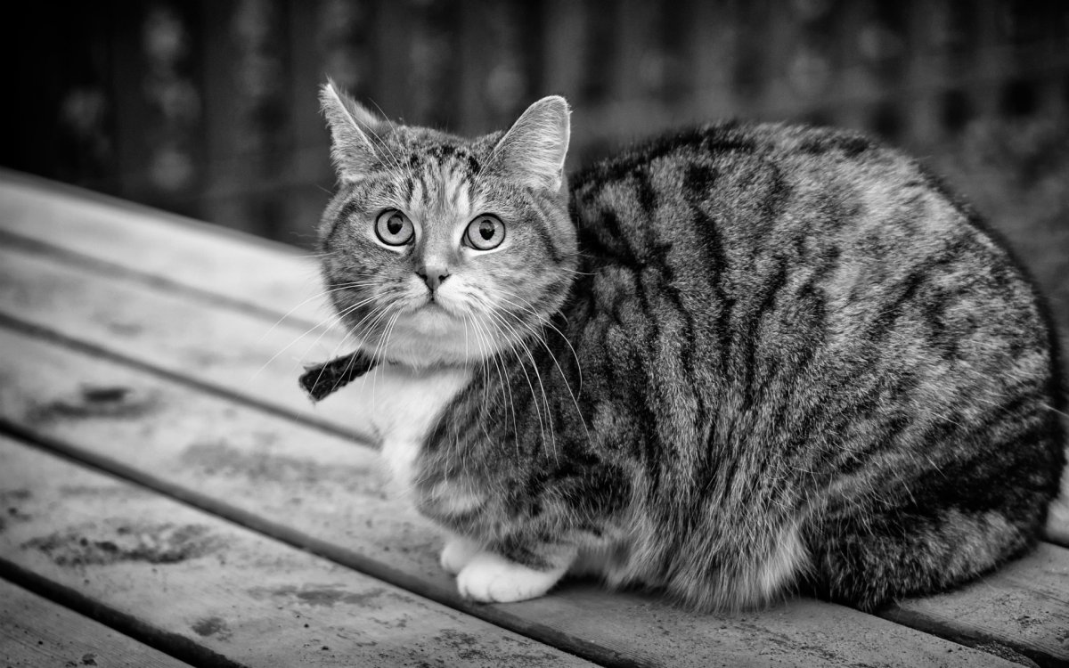 Серый полосатый кот