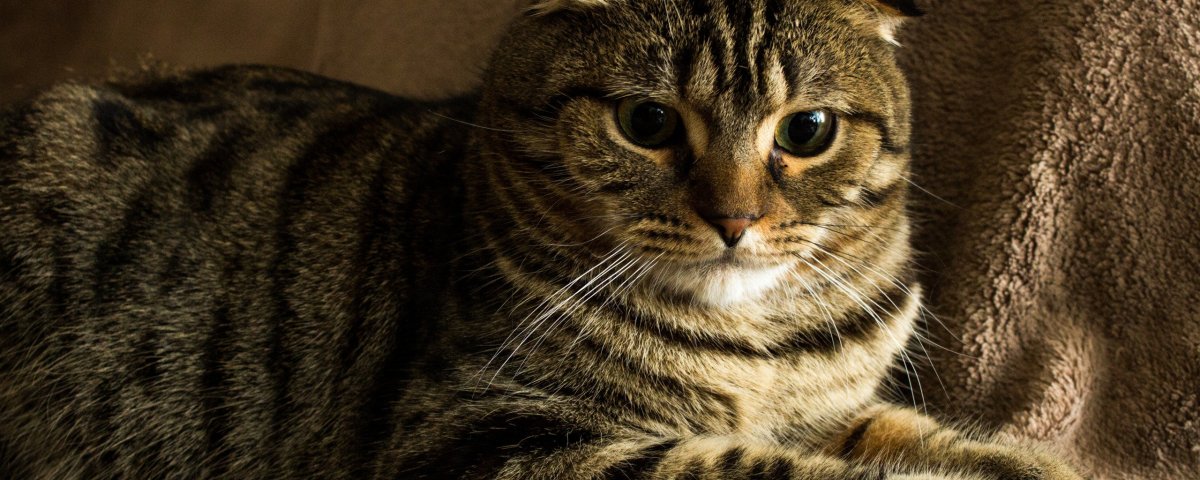 Вислоухий кот полосатый коричневый