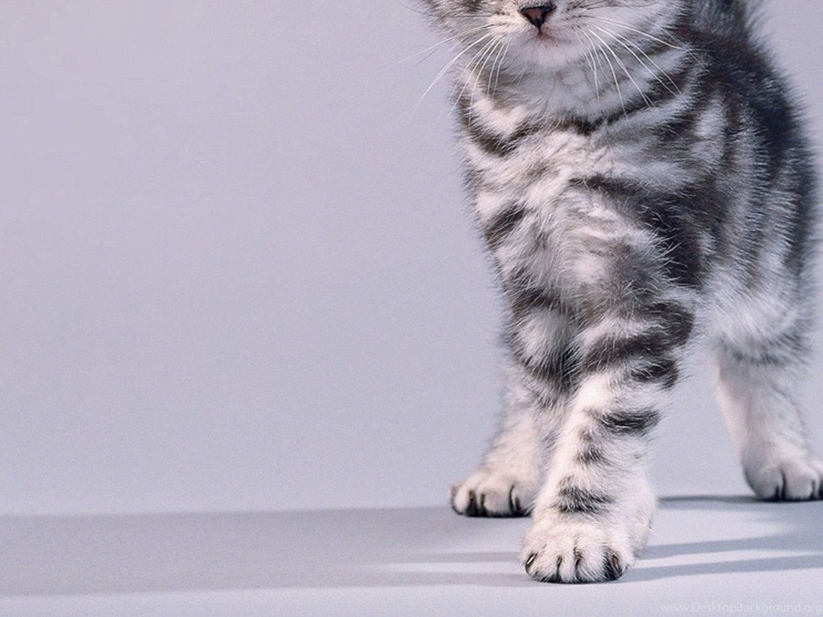 Серый полосатый кот вискас