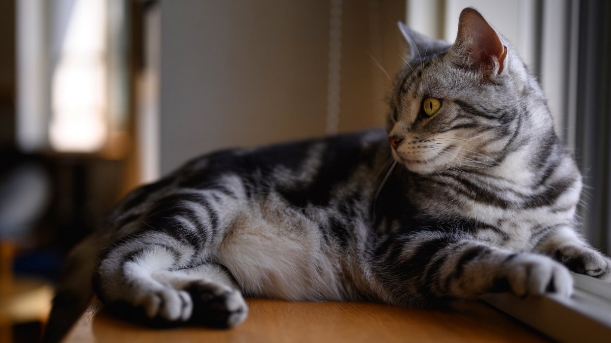 Британский прямоухий кот полосатый