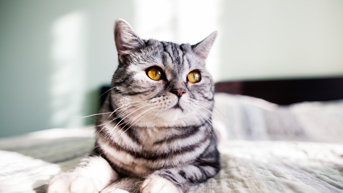 Рэгдолл кошка