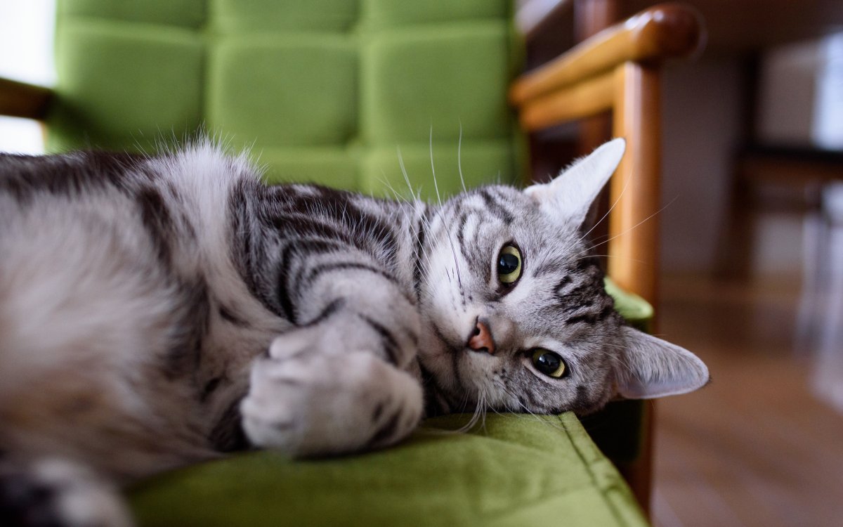 Британский кот полосатый