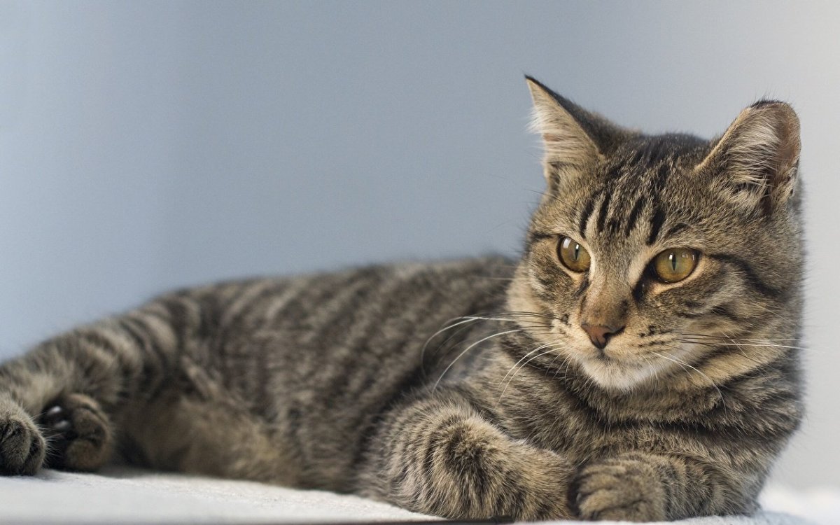 Сибирская короткошерстная кошка серая