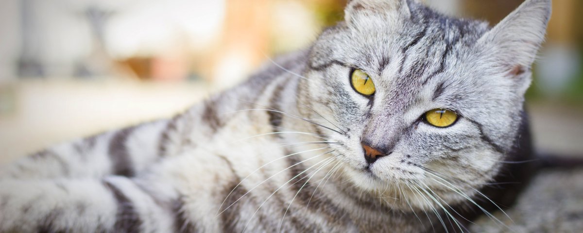 Британская кошка