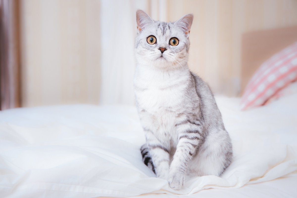 Британская кошка скоттиш страйт