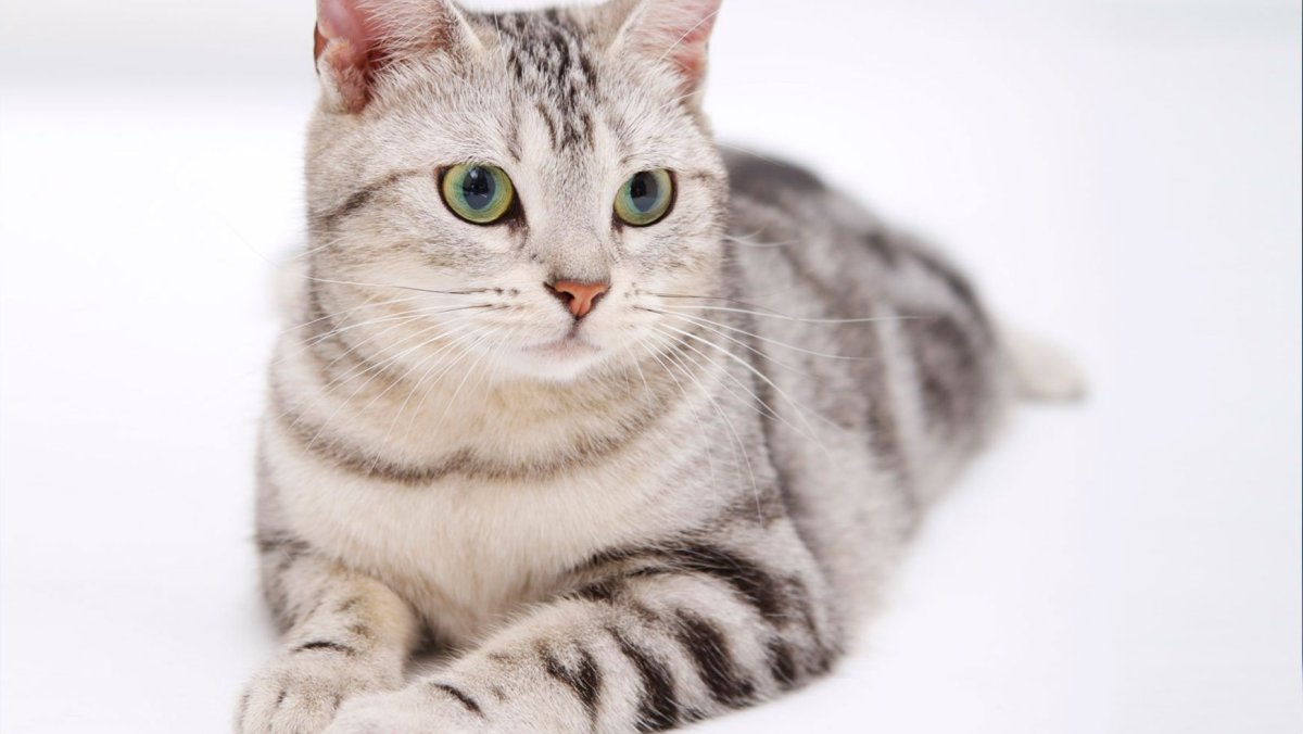 Британская короткошёрстная кошка табби