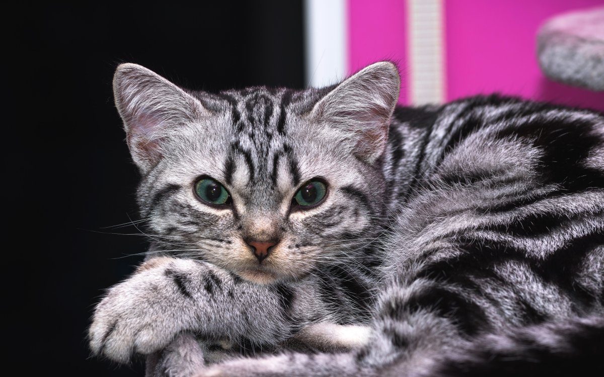 Мраморный табби европейская короткошерстная