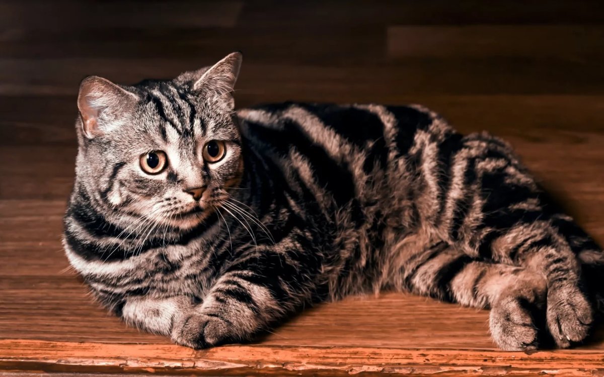 Британский мраморный табби