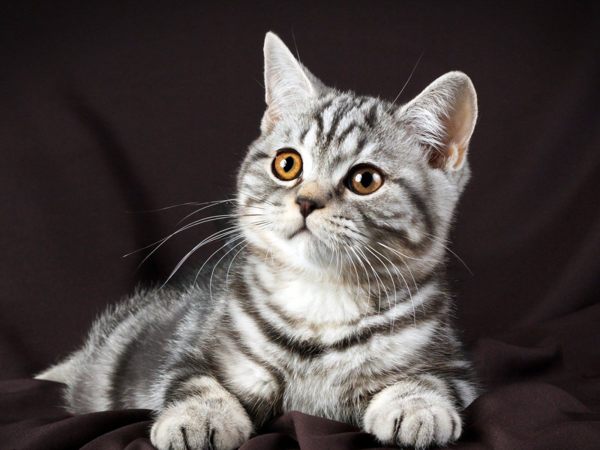 Шотландский прямоухий полосатый кот