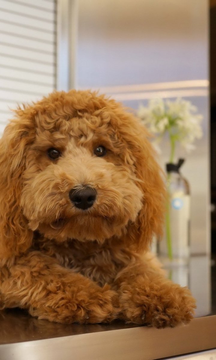 Рыжая кудрявая собака