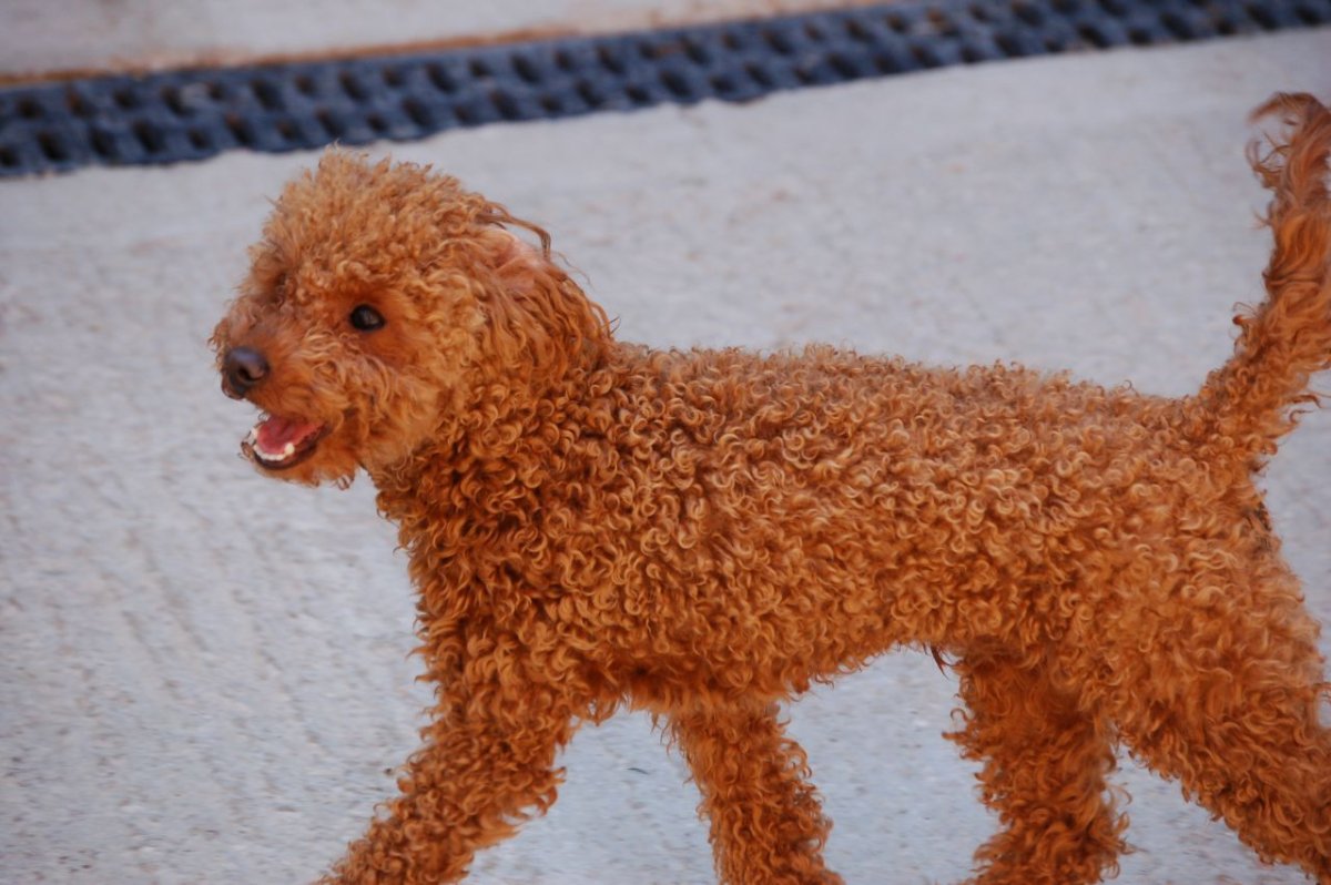 Карликовый пудель персиковый нестриженный