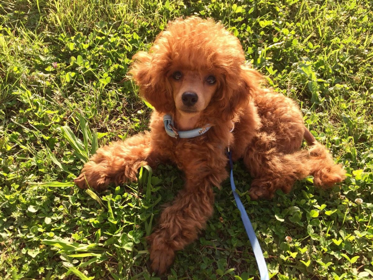 Той пудель Тикап