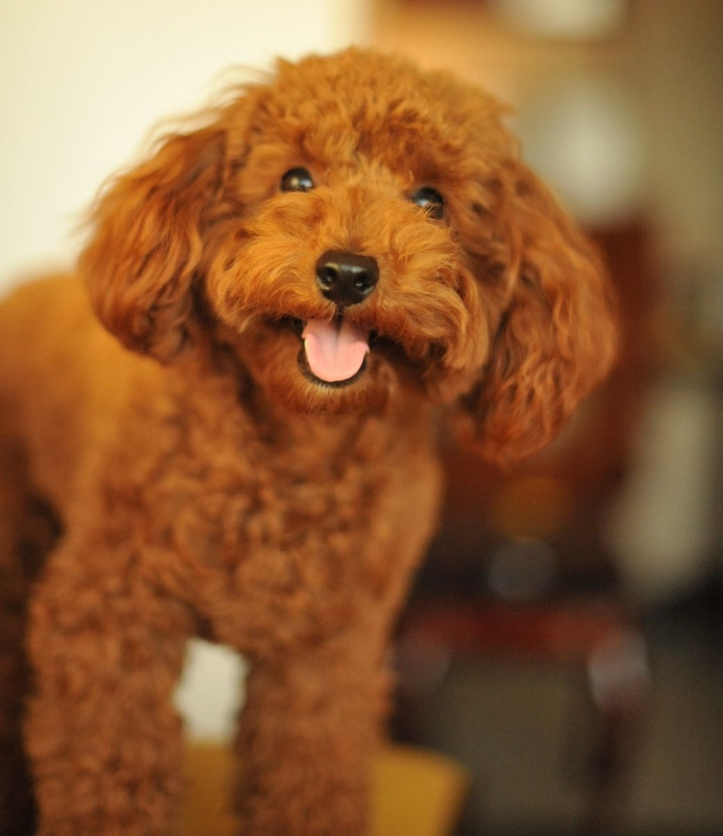 Карликовый пудель нестриженный