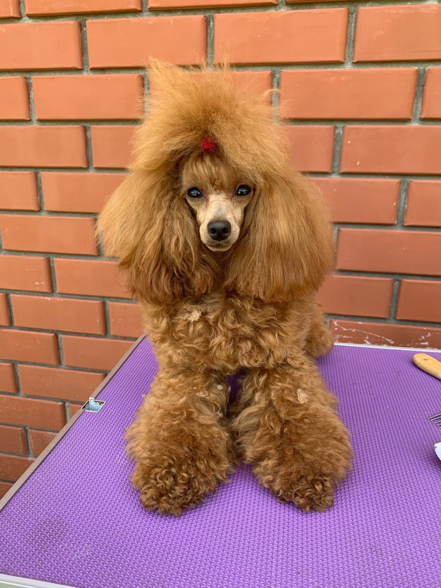 Той пудель рыжий