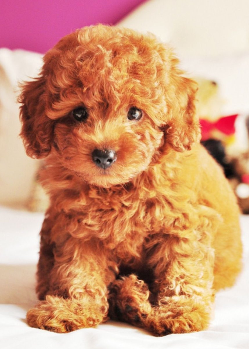 Тедди пудель мальтипу