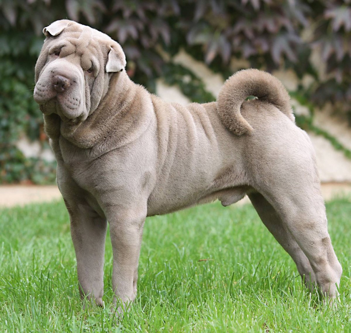 Шарпей бойцовская собака