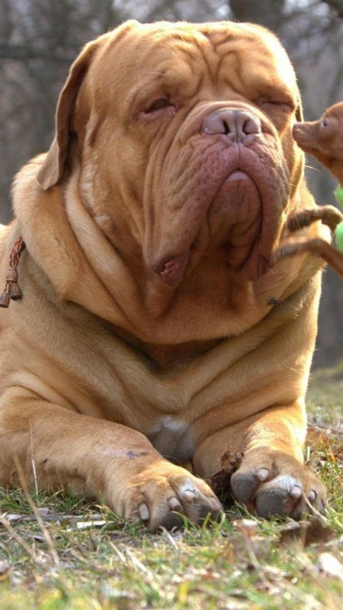 Европейский мастиф